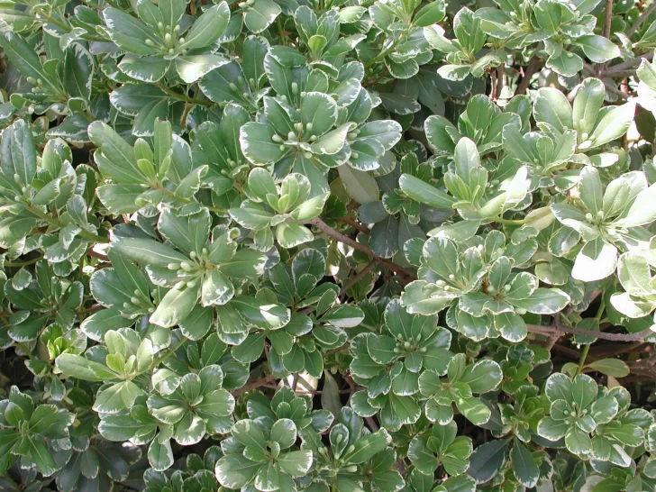 azarero-variegado-728x546 azarero-variegado-728x546