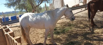 Robaron un caballo en Sarmiento y fue recuperado en Caucete Robaron un caballo en Sarmiento y fue recuperado en Caucete