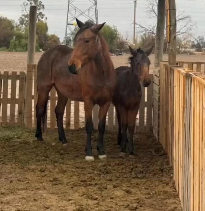 Tras salvarse de la faena y de recuperarse de los maltratos, dos caballos necesitan nuevos dueños Tras salvarse de la faena y de recuperarse de los maltratos, dos caballos necesitan nuevos dueños