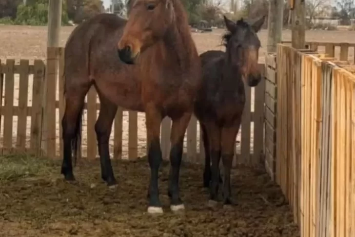 Tras salvarse de la faena y de recuperarse de los maltratos, dos caballos necesitan nuevos dueños