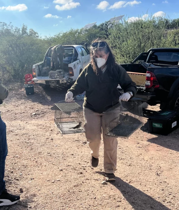 Cardenales amarillos rescatados en la provincia, fueron liberados en áreas protegidas de San Luis