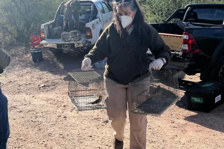 Cardenales amarillos rescatados en la provincia, fueron liberados en áreas protegidas de San Luis