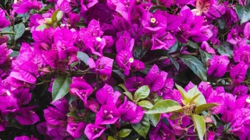 El truco más usado en los viveros para que tu Santa Rita florezca como nunca El truco más usado en los viveros para que tu Santa Rita florezca como nunca