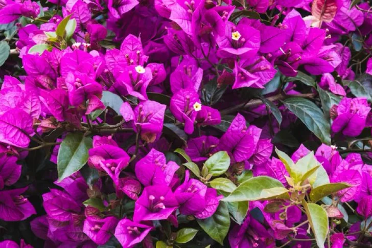 El truco más usado en los viveros para que tu Santa Rita florezca como nunca