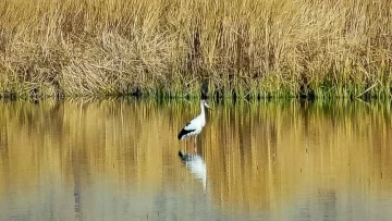 En Zonda saldrán a dar charlas en las escuelas para fomentar el cuidado y la protección de las aves