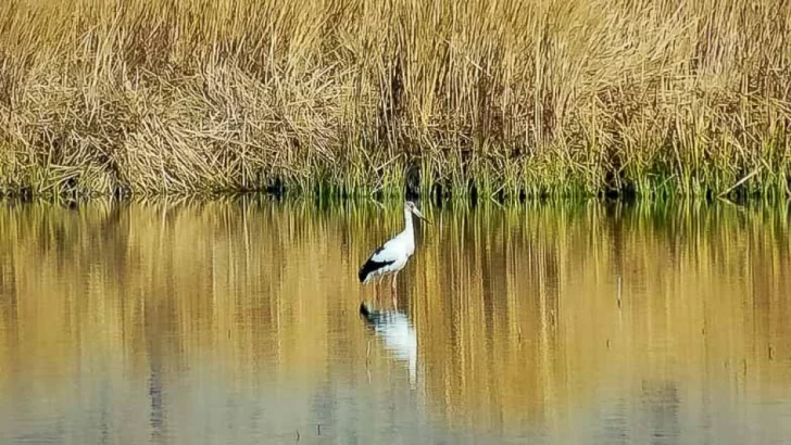 En Zonda saldrán a dar charlas en las escuelas para fomentar el cuidado y la protección de las aves