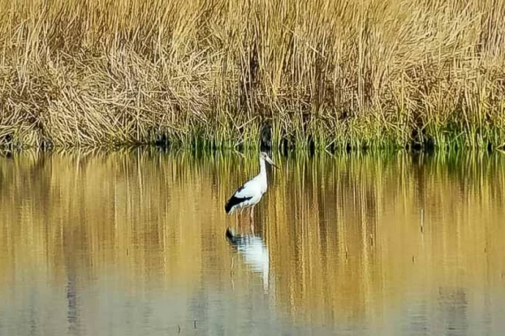 En Zonda saldrán a dar charlas en las escuelas para fomentar el cuidado y la protección de las aves