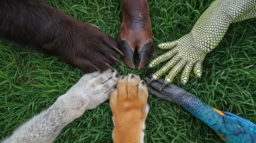 Por qué se celebra cada 4 de octubre el Día Mundial de los Animales