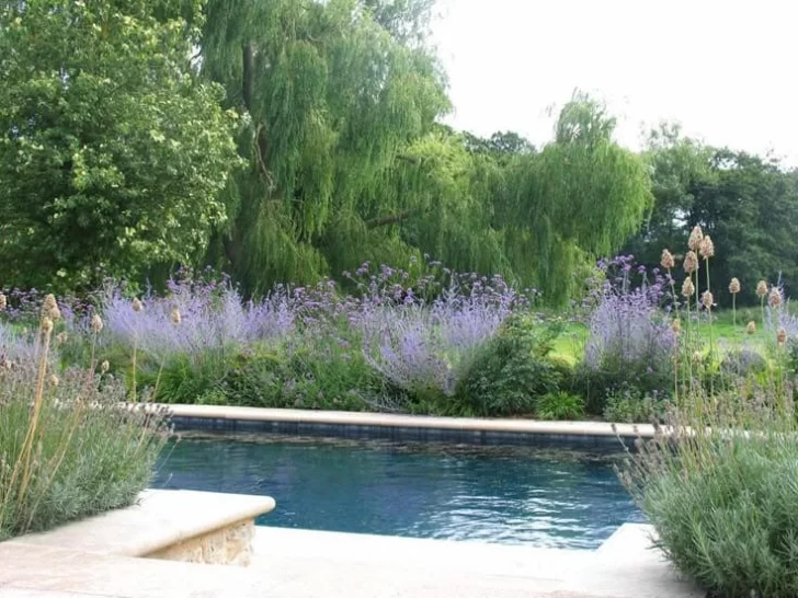 estilo-silvestre-a-728x546 estilo-silvestre-a-728x546