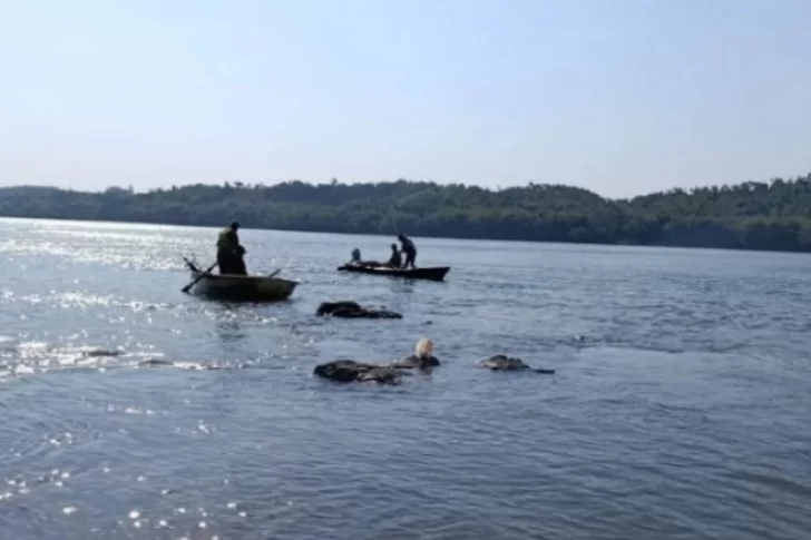 Desesperada búsqueda de Thiago Friederich que cayó al río