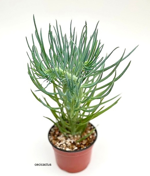 img_17071-bca1dc6cc68990585f16882359816425-480-0