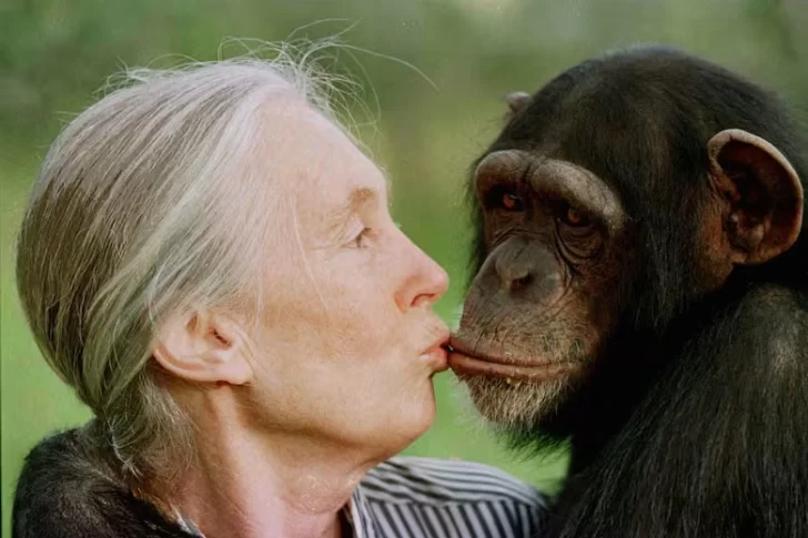 Murió a los 91 años Jane Goodall, referente mundial en el estudio de primates