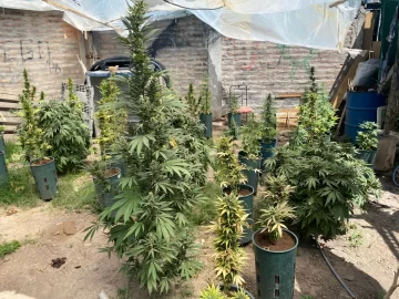 En medio de una denuncia por amenazas, la Policía encontró en el fondo de una vivienda casi 100 plantas de marihuana En medio de una denuncia por amenazas, la Policía encontró en el fondo de una vivienda casi 100 plantas de marihuana