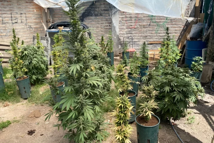 En medio de una denuncia por amenazas, la Policía encontró en el fondo de una vivienda casi 100 plantas de marihuana