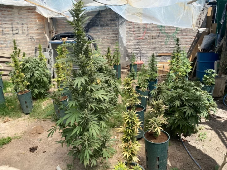 En medio de una denuncia por amenazas, la Policía encontró en el fondo de una vivienda casi 100 plantas de marihuana En medio de una denuncia por amenazas, la Policía encontró en el fondo de una vivienda casi 100 plantas de marihuana
