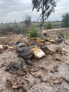 patas-basural-2-2810-546x728