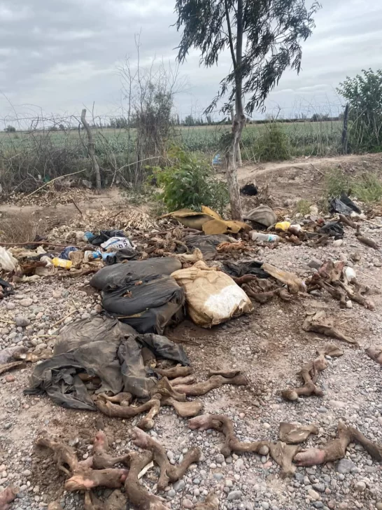 patas-basural-2-2810-546x728