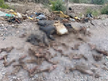 Imágenes sensibles: vecinos se quejan por el nauseabundo olor de restos de animales carneados que tiran en un descampado Imágenes sensibles: vecinos se quejan por el nauseabundo olor de restos de animales carneados que tiran en un descampado