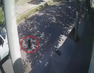 [VIDEO] Enojo por el conductor de una camioneta que atropelló y mató a una perrita callejera