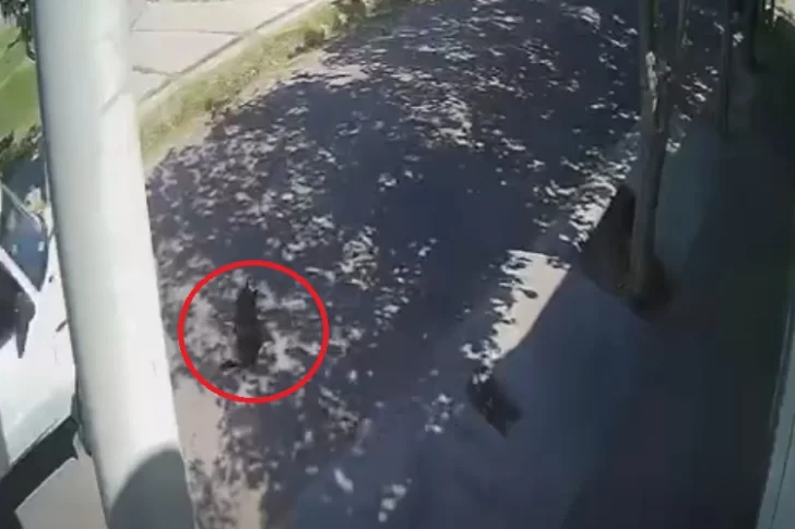 [VIDEO] Enojo por el conductor de una camioneta que atropelló y mató a una perrita callejera