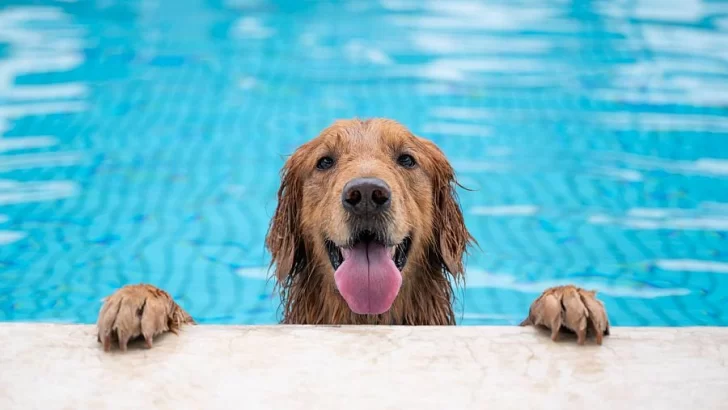 Las mascotas también sufren el calor: qué hacer para mantenerlas a salvo de las altas temperaturas