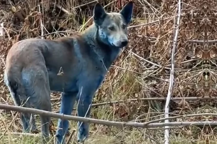 Alerta en Chernobyl: encontraron perros con pelaje azul cerca de la planta nuclear