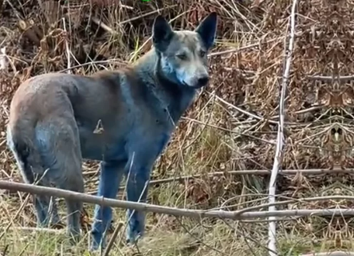 Alerta en Chernobyl: encontraron perros con pelaje azul cerca de la planta nuclear Alerta en Chernobyl: encontraron perros con pelaje azul cerca de la planta nuclear