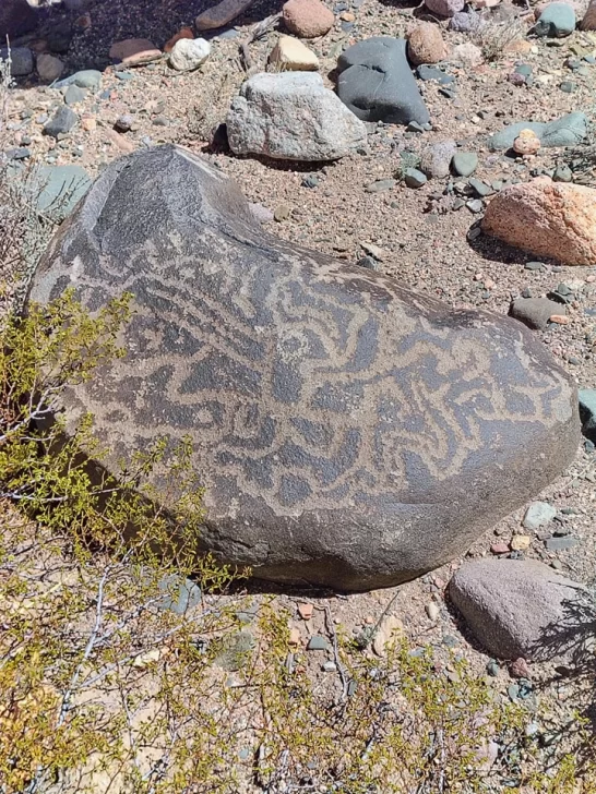 petro1-546x728 petro1-546x728