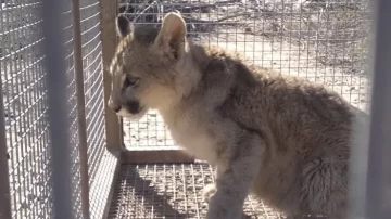 Rescataron a un cachorro de puma que estaba herido cerca de una finca en Zonda