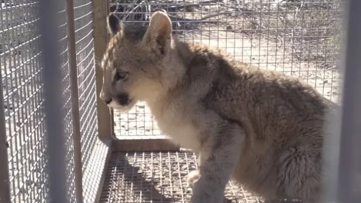 Rescataron a un cachorro de puma que estaba herido cerca de una finca en Zonda