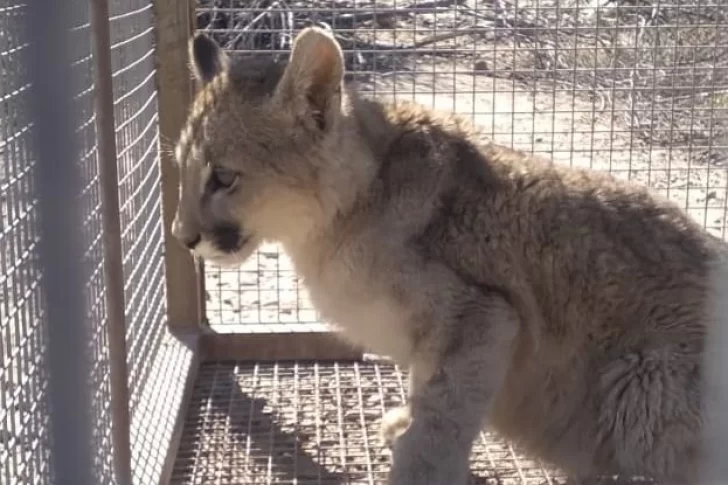 Rescataron a un cachorro de puma que estaba herido cerca de una finca en Zonda