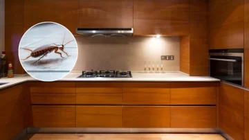 Los dos aparatos donde podrían vivir cucarachas sin que lo notes