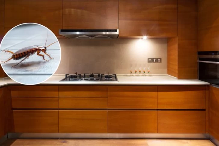 Los dos aparatos donde podrían vivir cucarachas sin que lo notes