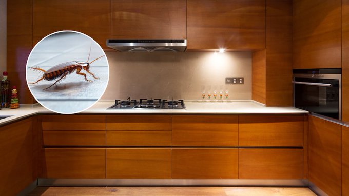 Los dos aparatos donde podrían vivir cucarachas sin que lo notes