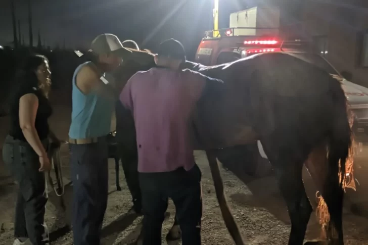 [VIDEO] Bomberos rescataron a un caballo que quedó atrapado en un pozo con agua