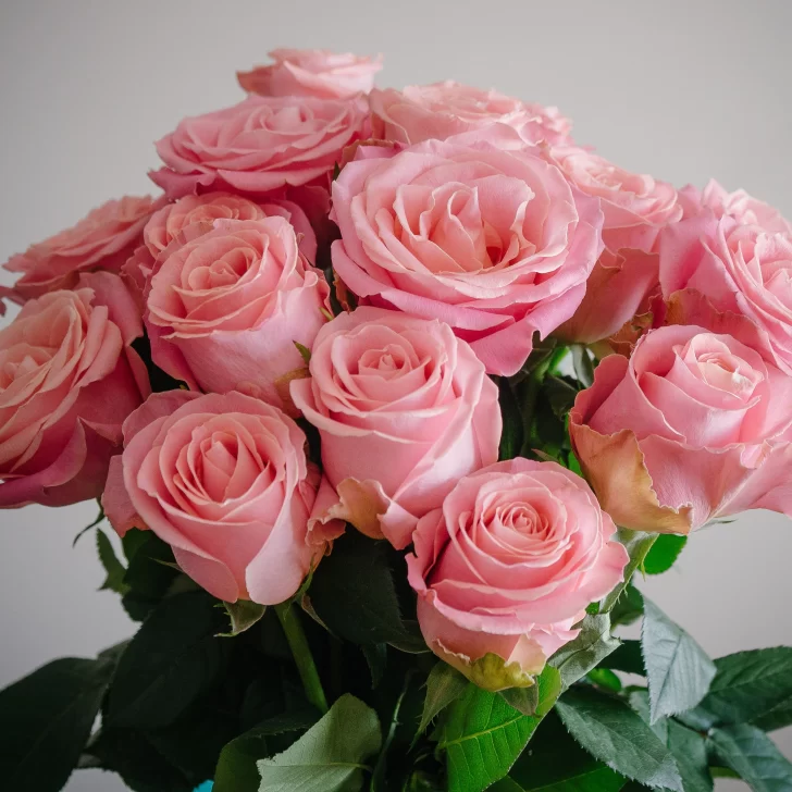 rosas-rosadas-728x728 rosas-rosadas-728x728