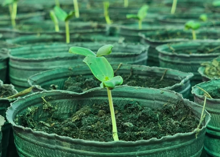 El vivero de especies nativas comenzó a producir 5 mil ejemplares forestales