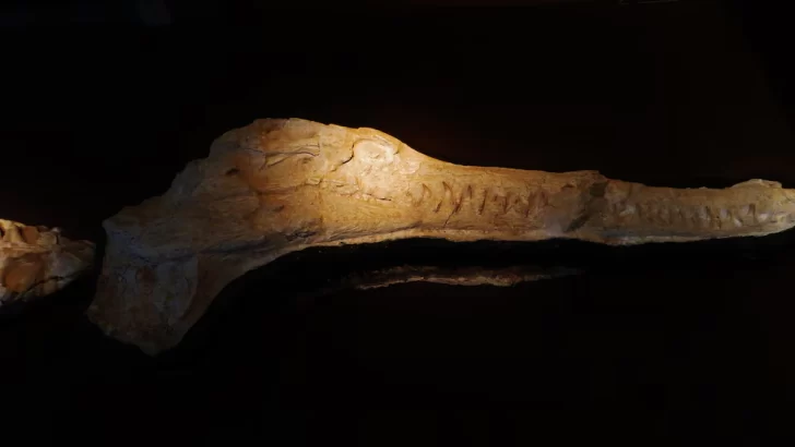 wadisuhus-hallazgo-africa-728x410 wadisuhus-hallazgo-africa-728x410