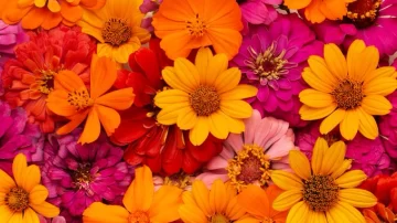 Las 5 plantas ideales para sembrar en octubre y tener una terraza llena de flores en verano