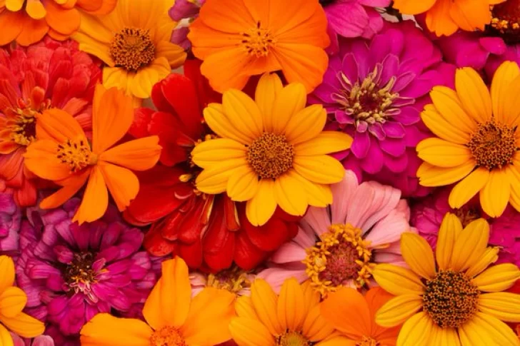 Las 5 plantas ideales para sembrar en octubre y tener una terraza llena de flores en verano