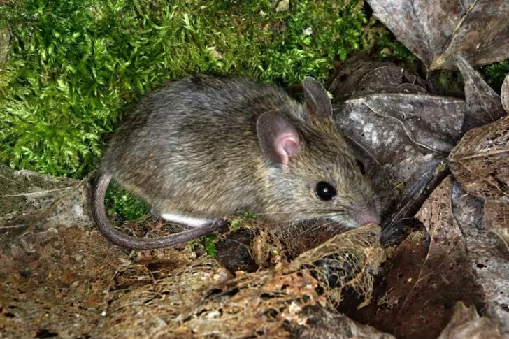 Cuál es el árbol que espanta las plagas y deja un aroma cítrico en la casa