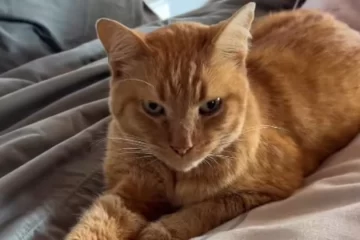 “Soy Aquiles y hoy es mi último día en la tierra”, la historia que conmueve en redes “Soy Aquiles y hoy es mi último día en la tierra”, la historia que conmueve en redes