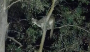 Alarma, enojo y un video indignante en Jáchal por pumas sueltos: aseguran que usaron perros para atacar a un felino Alarma, enojo y un video indignante en Jáchal por pumas sueltos: aseguran que usaron perros para atacar a un felino