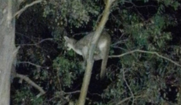 Alarma, enojo y un video indignante en Jáchal por pumas sueltos: aseguran que usaron perros para atacar a un felino Alarma, enojo y un video indignante en Jáchal por pumas sueltos: aseguran que usaron perros para atacar a un felino