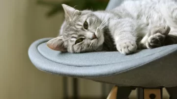 Qué significa que tu gato se siente en tu lugar