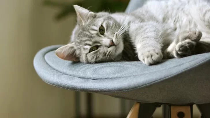 Qué significa que tu gato se siente en tu lugar