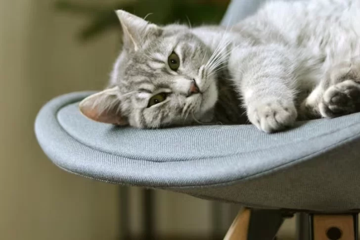 Qué significa que tu gato se siente en tu lugar