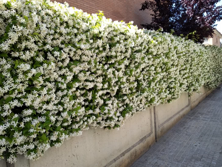 Tiempo de aromas Tiempo de aromas