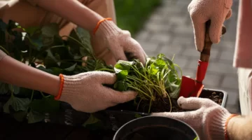 El poderoso efecto de enterrar arroz en las macetas de casa