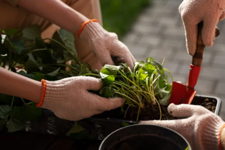 El poderoso efecto de enterrar arroz en las macetas de casa